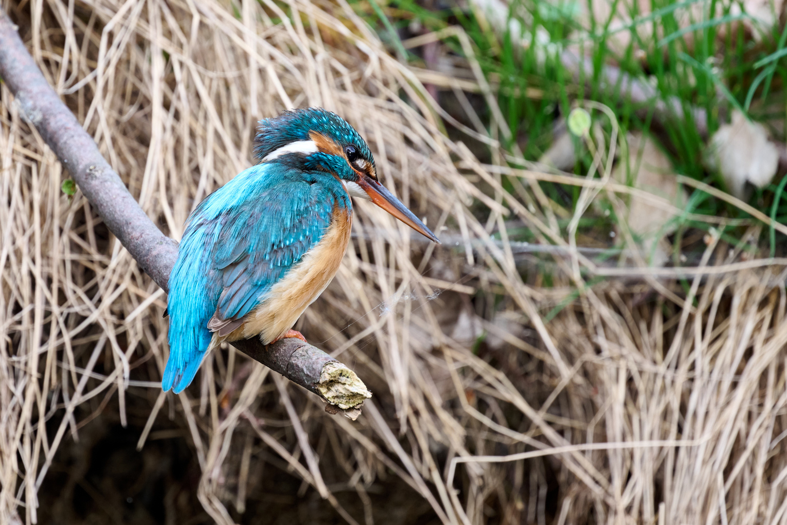 Eisvogelweibchen