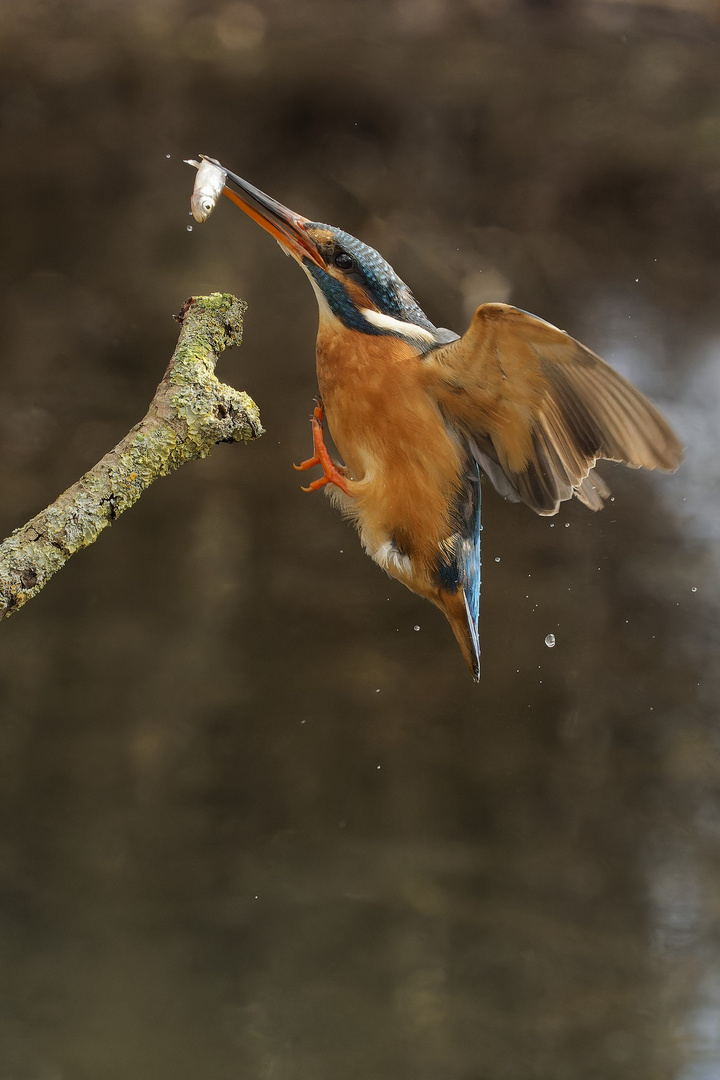 Eisvogelweibchen im Anflug auf seinen Ansitz