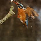 Eisvogelweibchen im Anflug auf seinen Ansitz