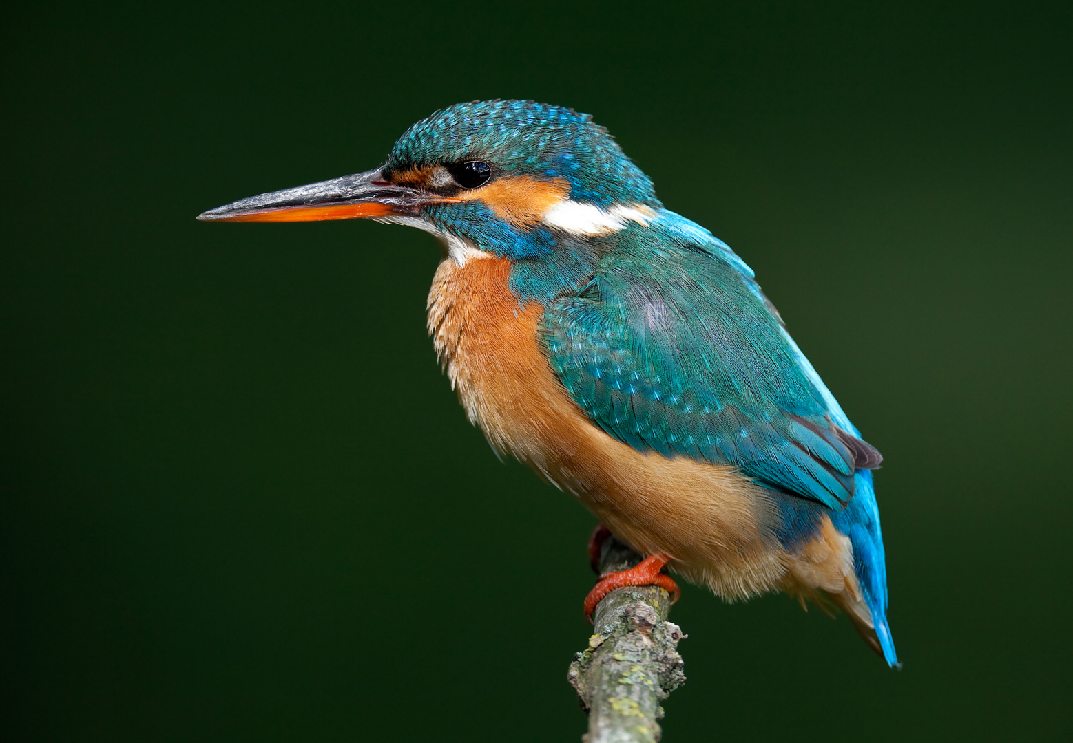 Eisvogelweibchen im ersten Licht.