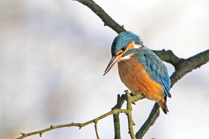 Eisvogelweibchen im Winter