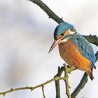 Eisvogelweibchen im Winter