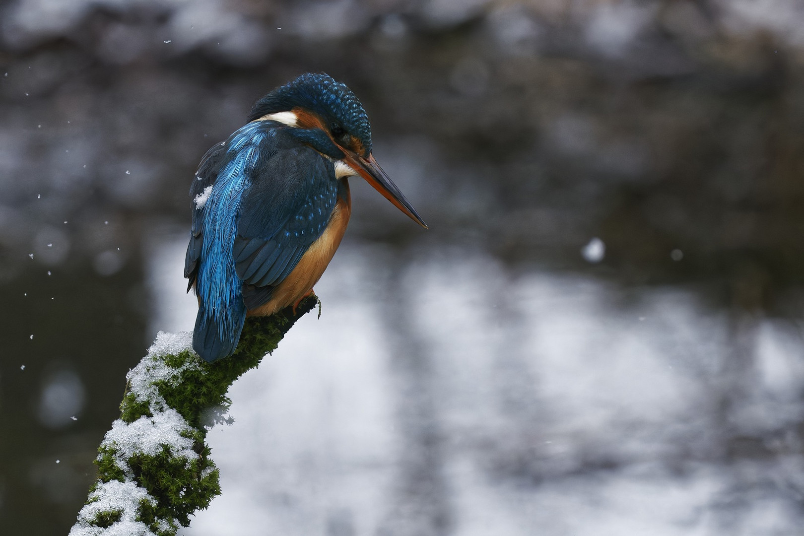 Eisvogelweibchen im Winter