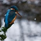 Eisvogelweibchen im Winter