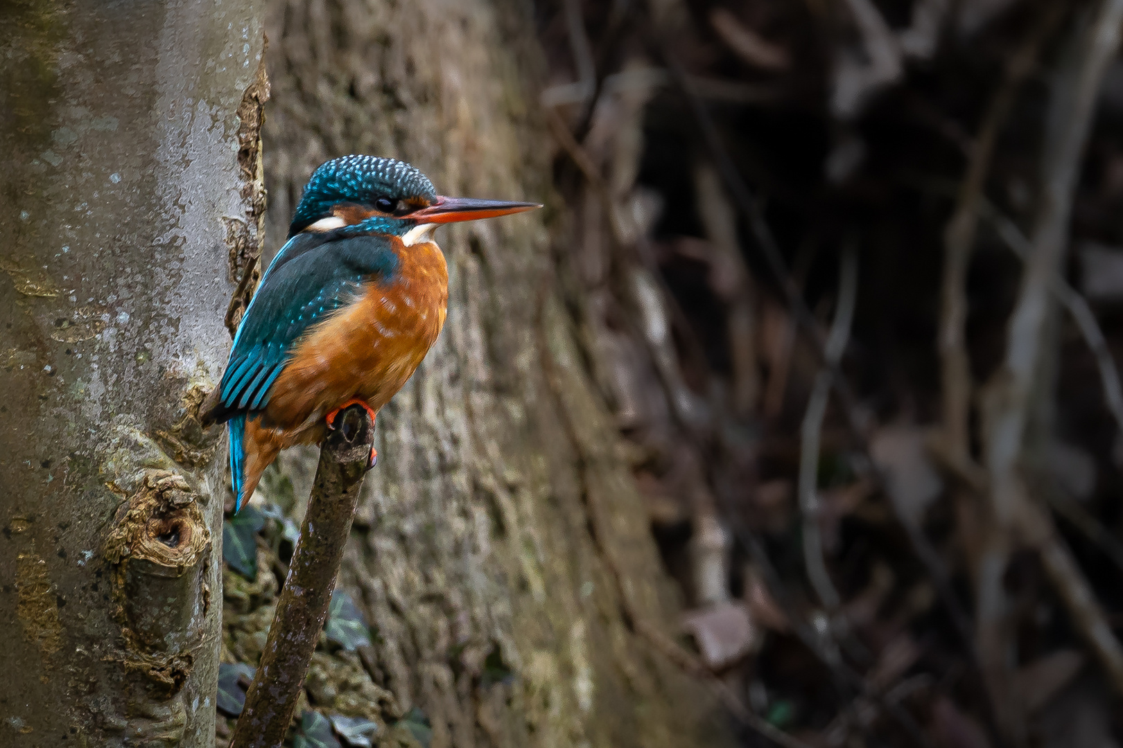 Eisvogelweibchen - Kingfisher female