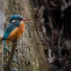 Eisvogelweibchen - Kingfisher female