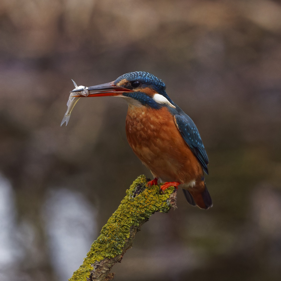 Eisvogelweibchen mit Beute