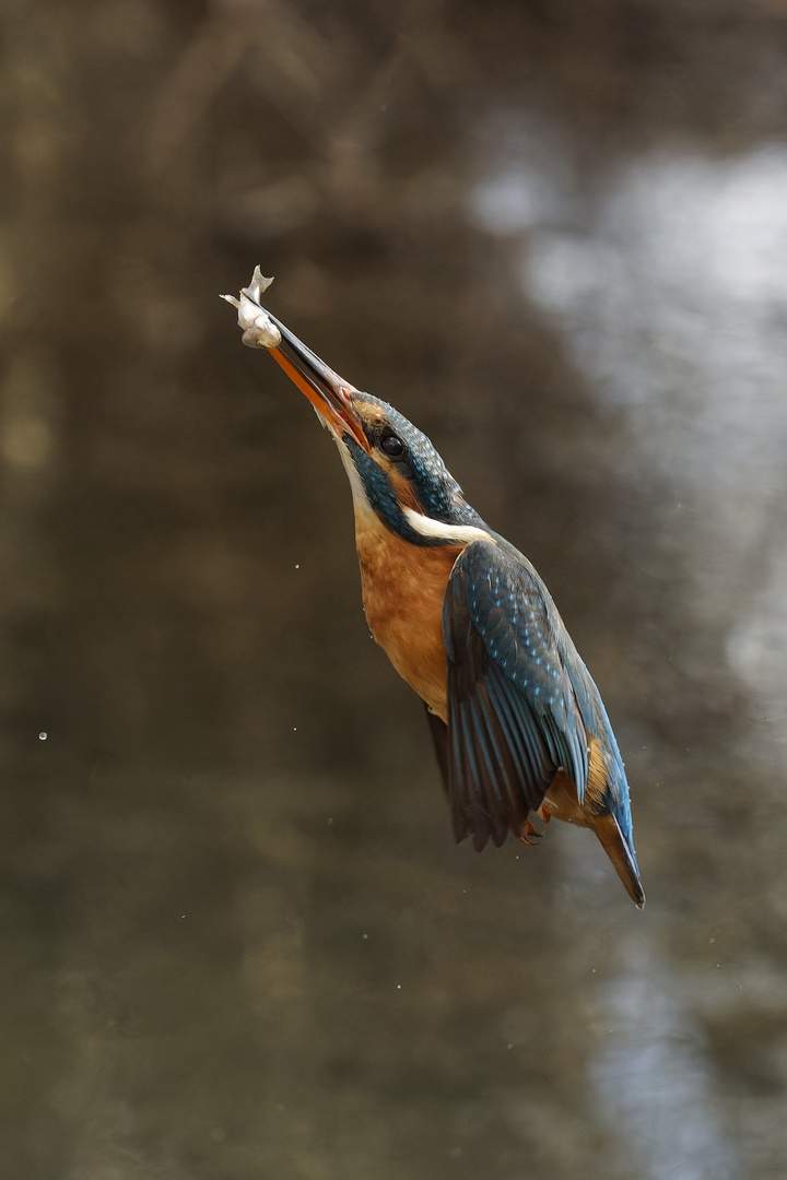 Eisvogelweibchen mit Fisch