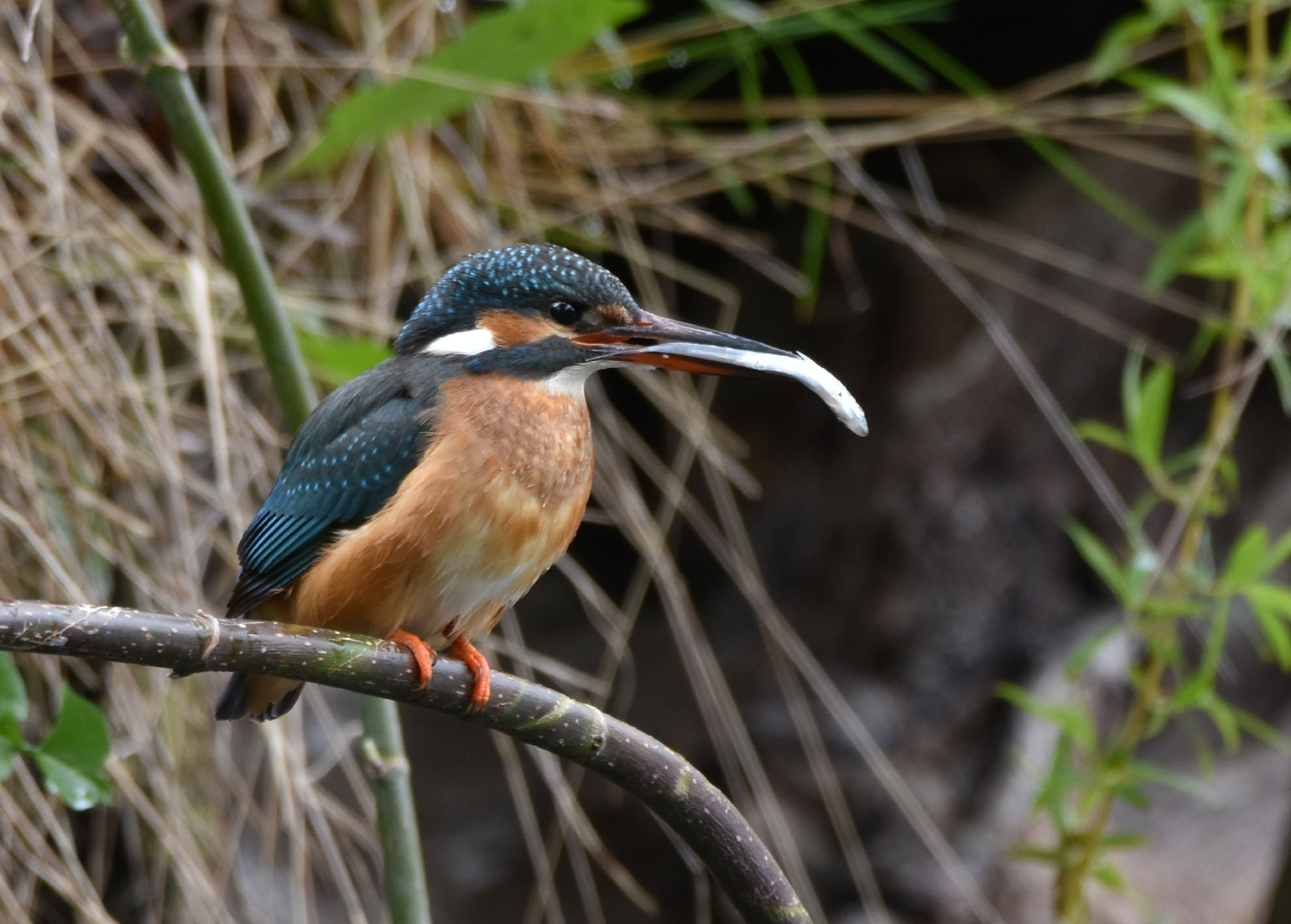 Eisvogelweibchen mit Fisch