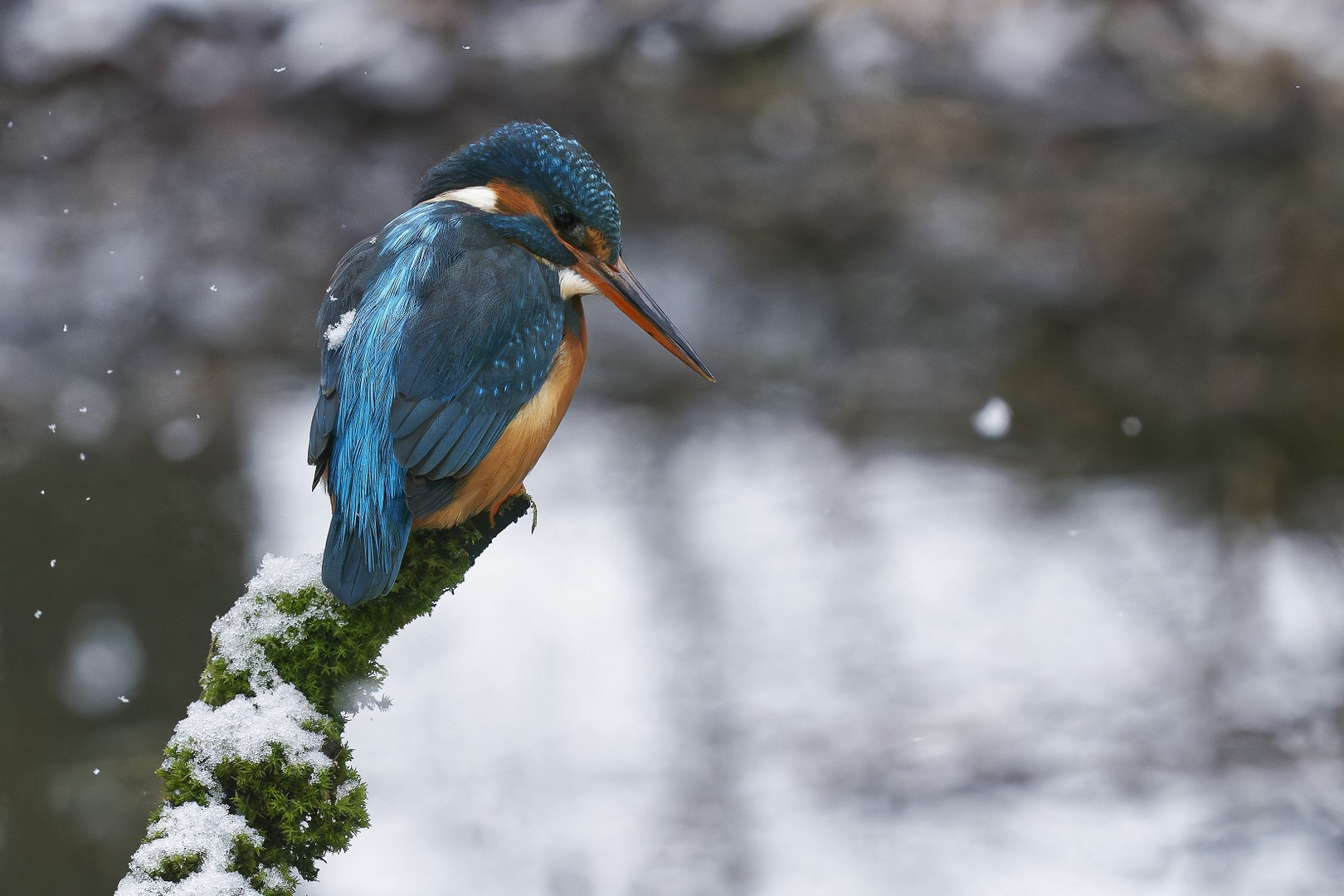 Eisvogelweibchen mit Schneeflocken