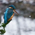 Eisvogelweibchen mit Schneeflocken