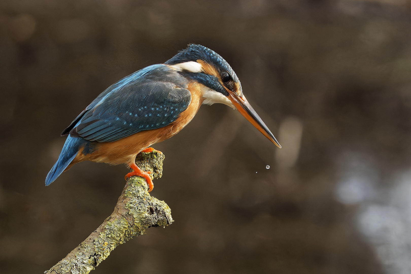 Eisvogelweibchen mit Wassertropfen