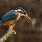 Eisvogelweibchen mit Wassertropfen