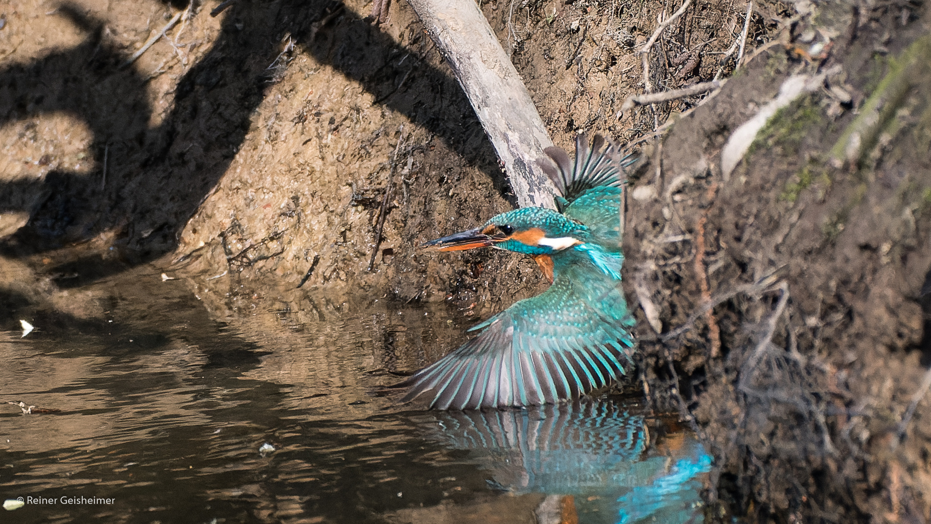 Eisvogelweibchen verlässt Neubau