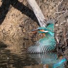 Eisvogelweibchen verlässt Neubau