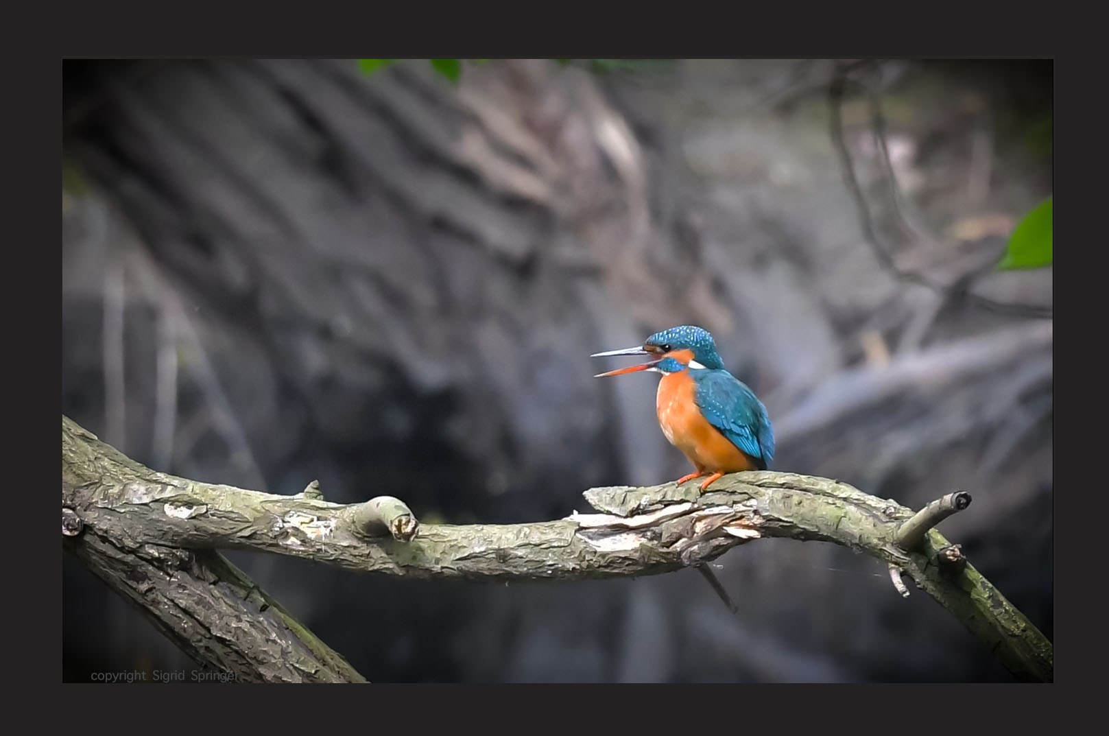 Eisvogelweibchen wartet auf Fisch