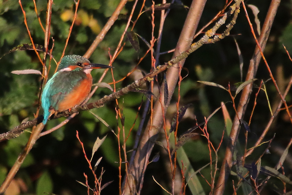 Eisvogel......zum Dritten......