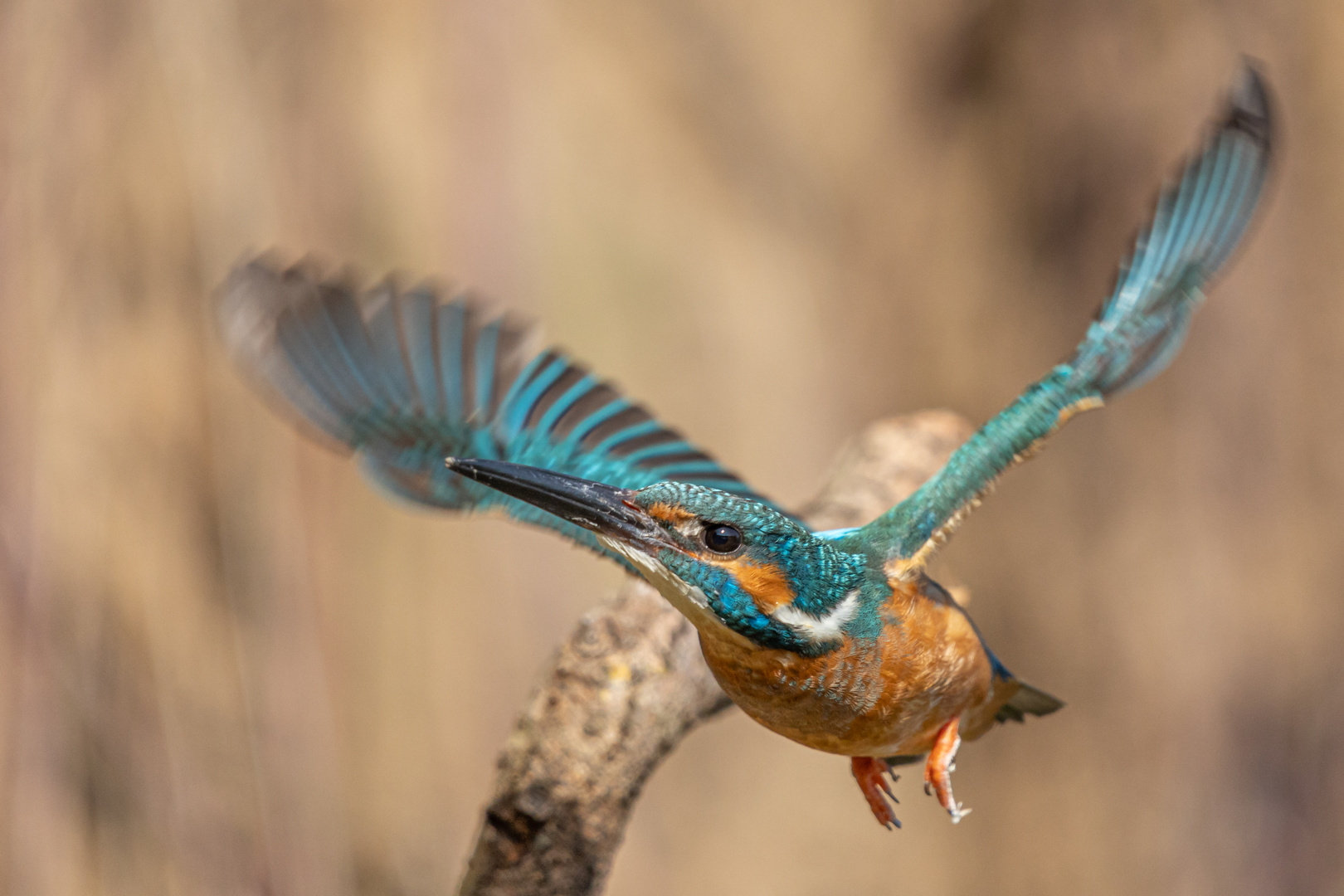 Eisvogle im Flug erwischt