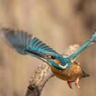 Eisvogle im Flug erwischt