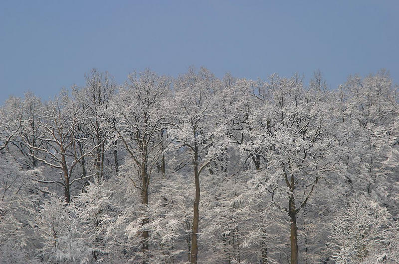 Eiswald1, EBV-Frage?