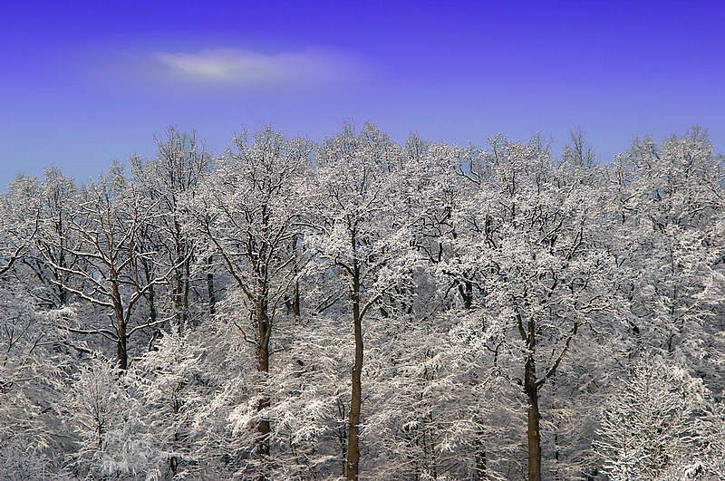 Eiswald4 mit Wolke