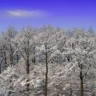 Eiswald4 mit Wolke