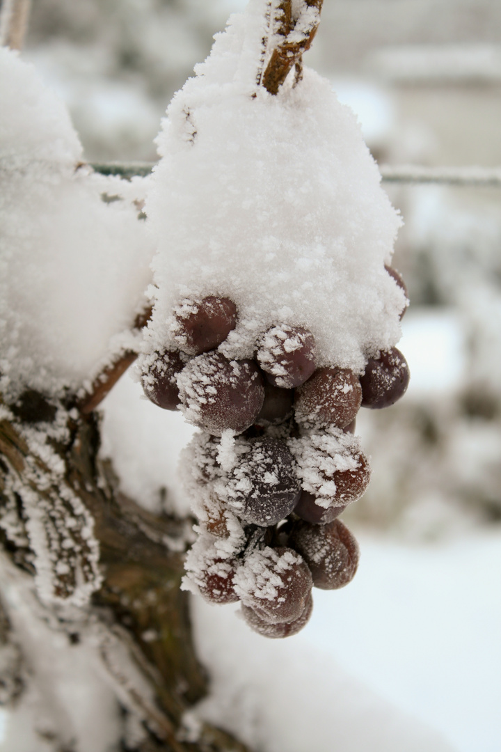 Eiswein