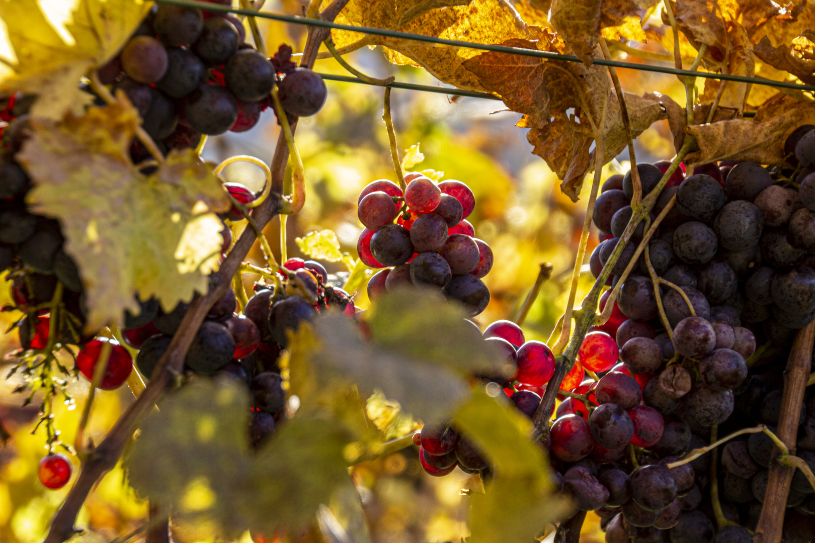 Eiswein