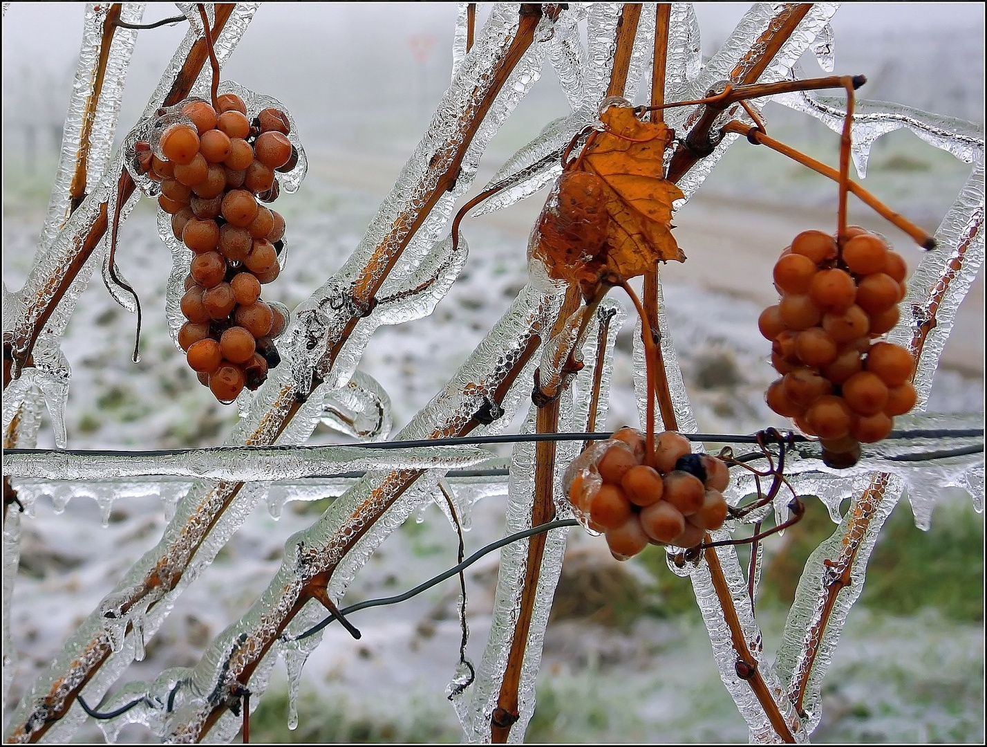 eiswein