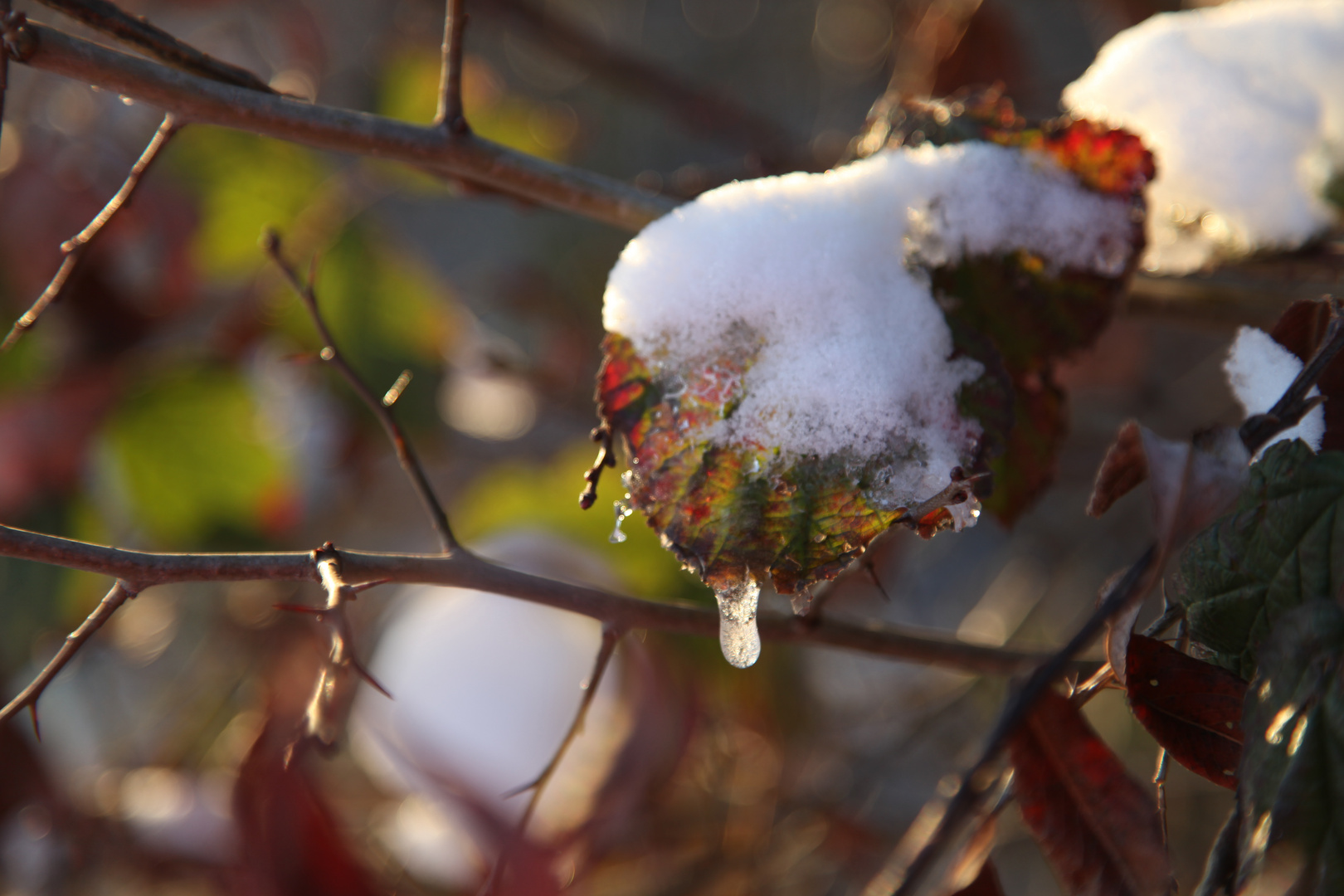 Eiswein