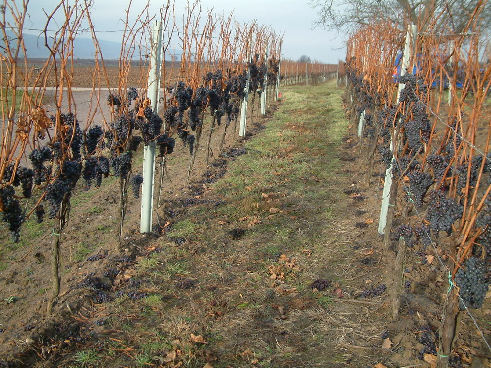 Eiswein aus Spätburgundertrauben