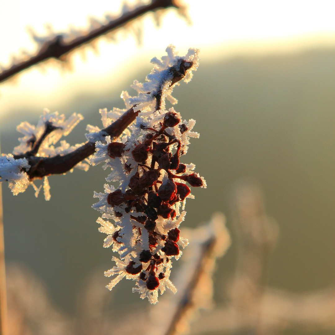 Eiswein?