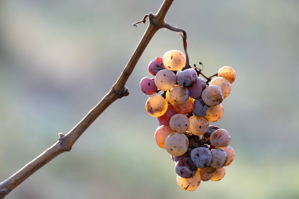 Eiswein?