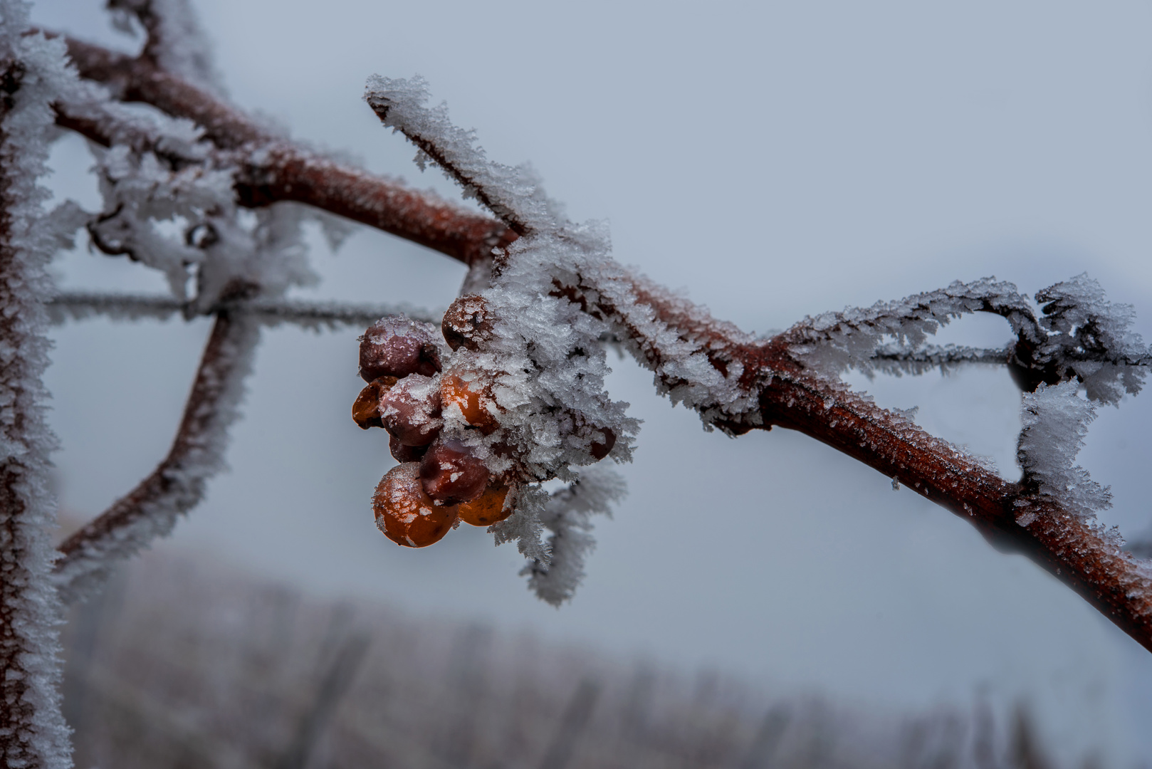 Eiswein