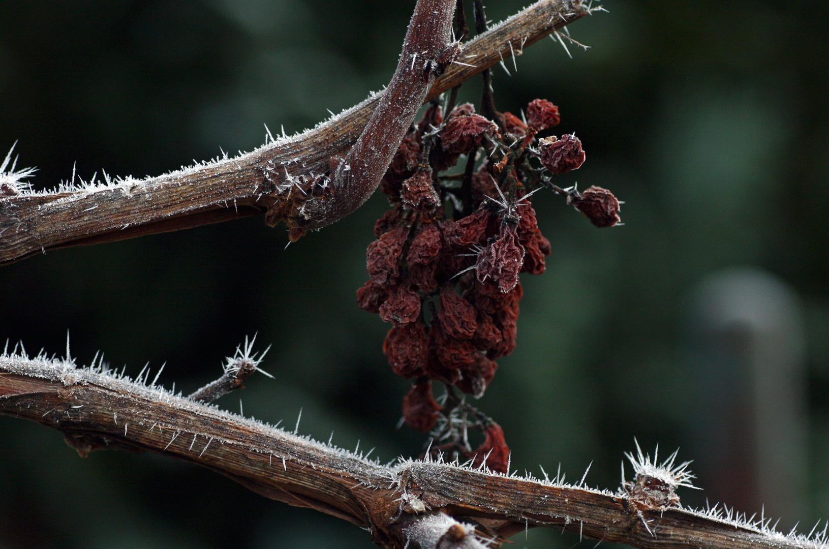 Eiswein?