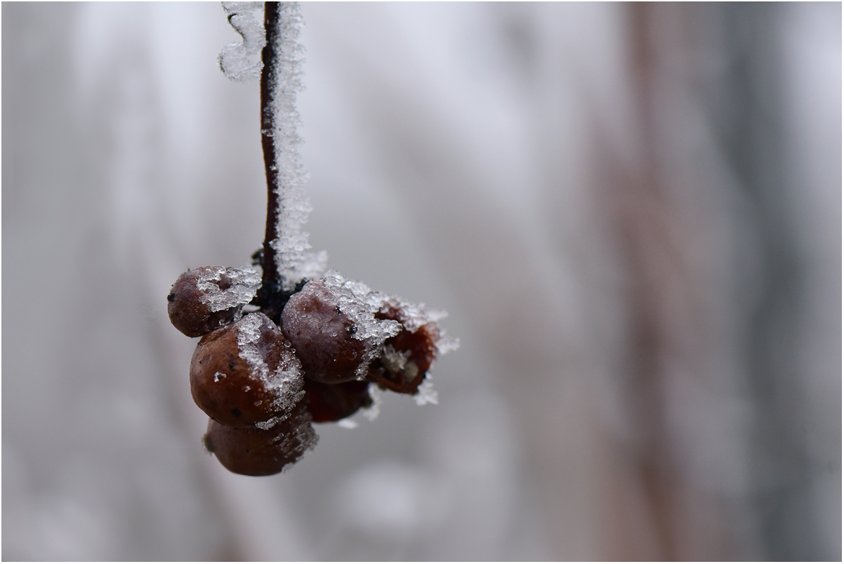 Eiswein ?