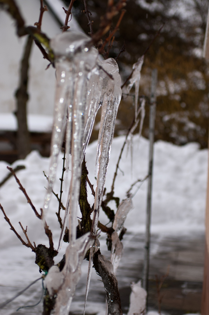 Eiswein oder Weineis