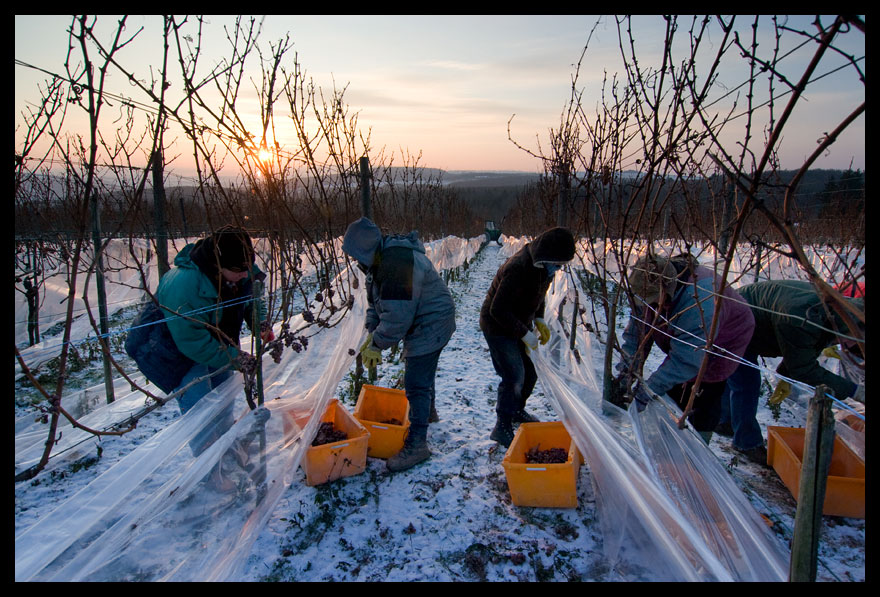 Eisweinlese 2009