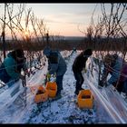 Eisweinlese 2009