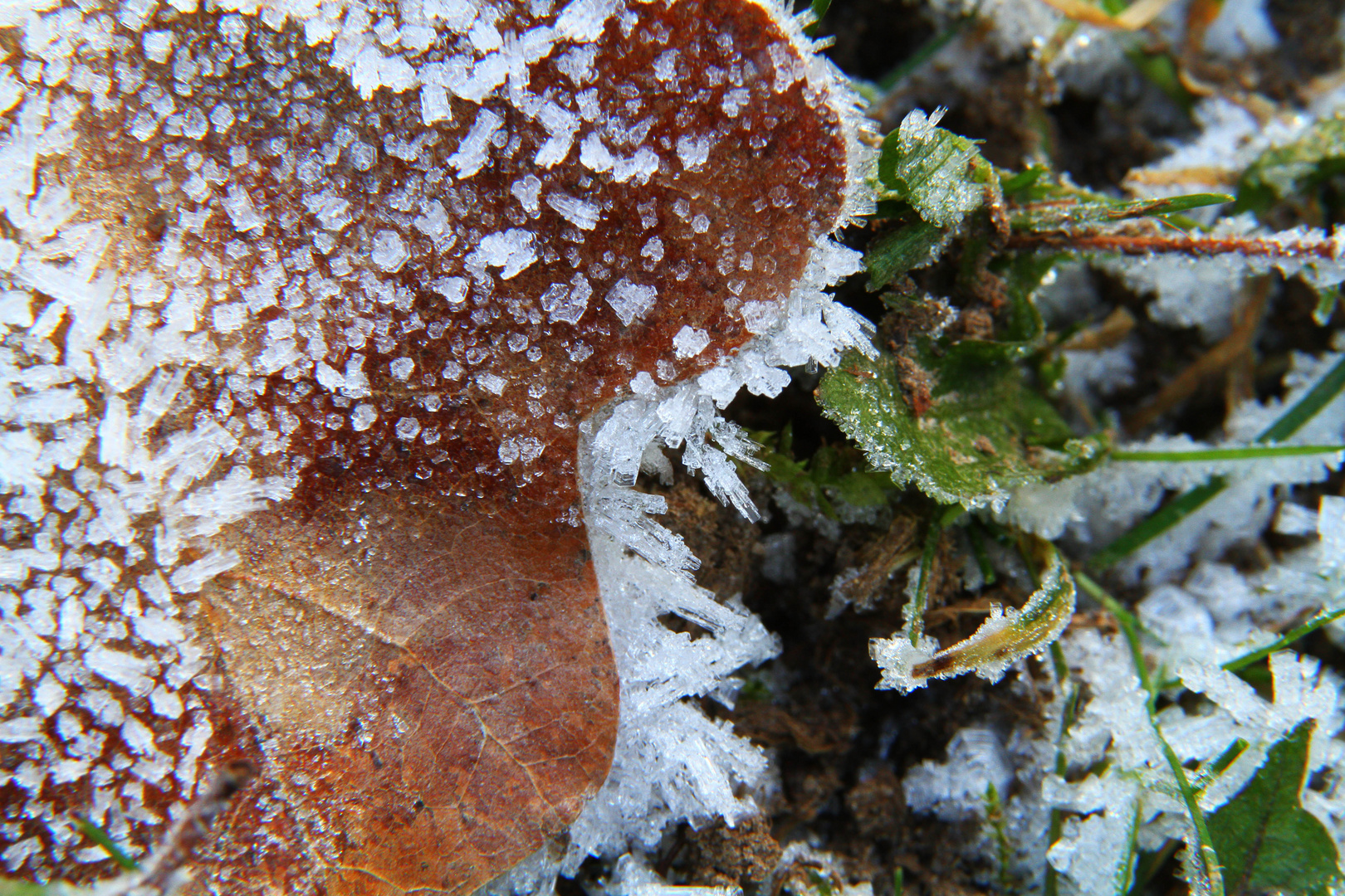 Eiswelt auf einen Blatt