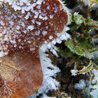 Eiswelt auf einen Blatt