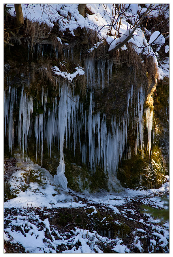 Eiswurzeln ...