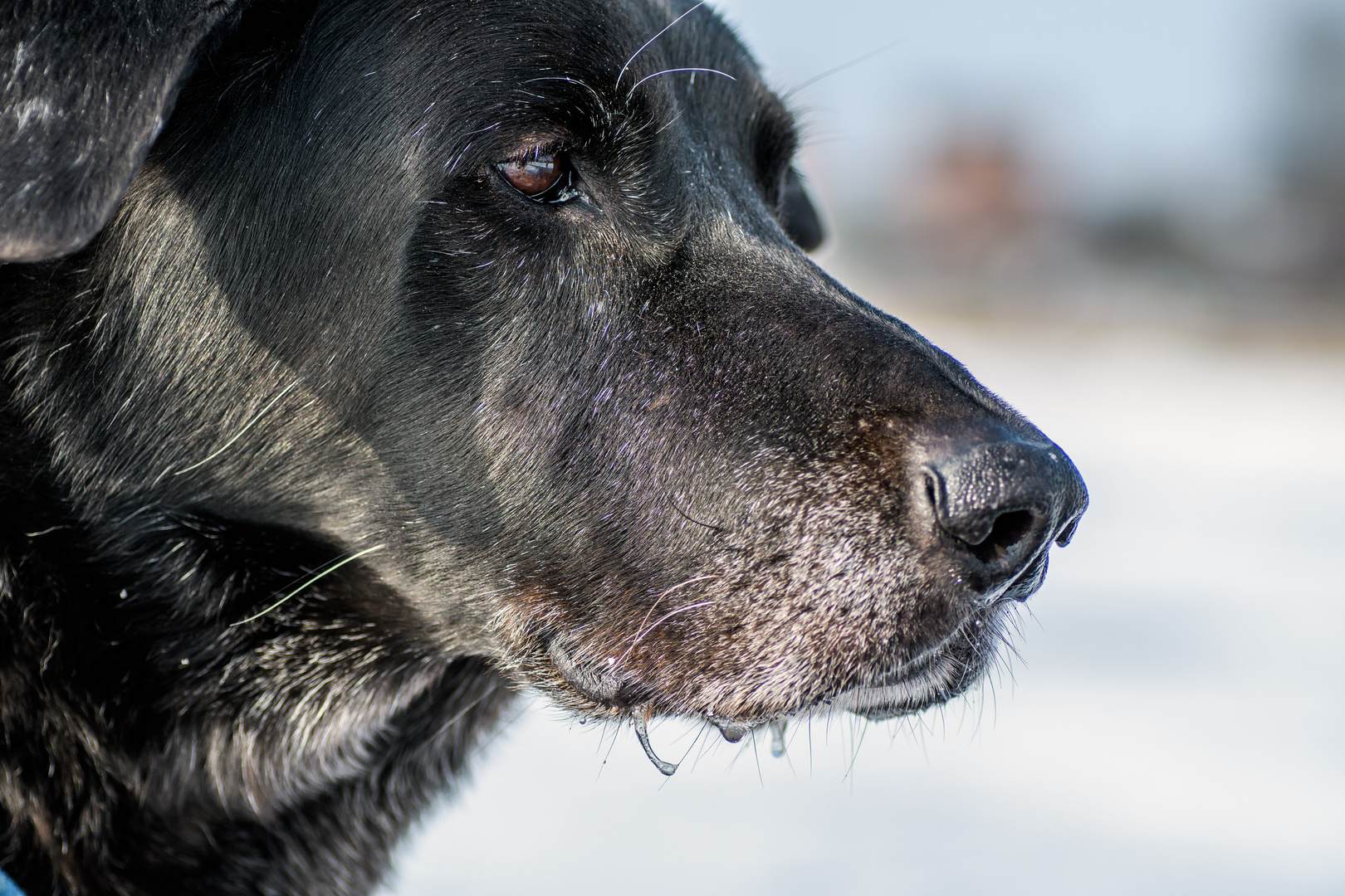 Eiszäpfchen an unserem Labrador-Mix BEN