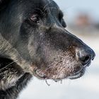 Eiszäpfchen an unserem Labrador-Mix BEN