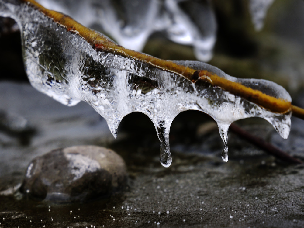 Eiszapfen am Ast