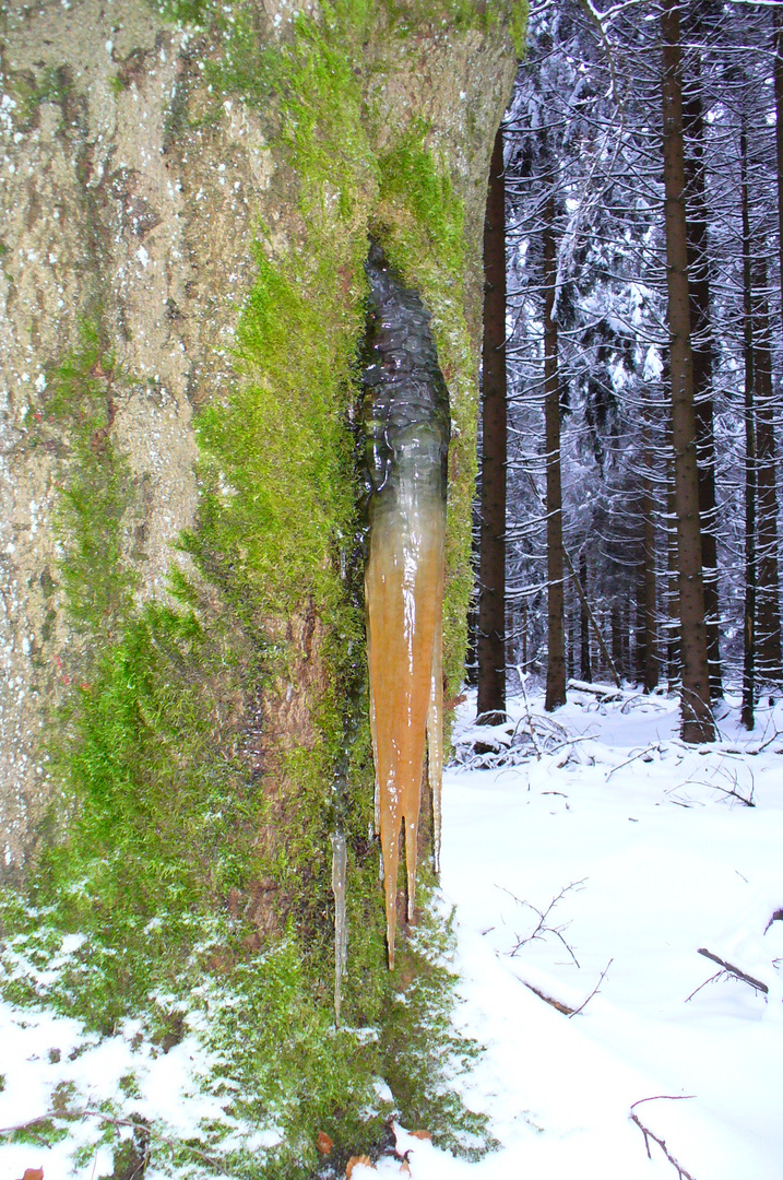 Eiszapfen am Baum