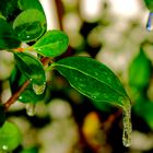 Eiszapfen am Blatt