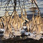 Eiszapfen am Großen Plöner See im Januar 2016