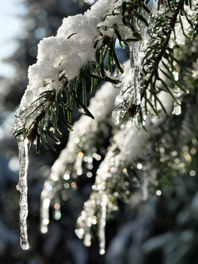 Eiszapfen am Tannenzweig