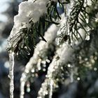 Eiszapfen am Tannenzweig